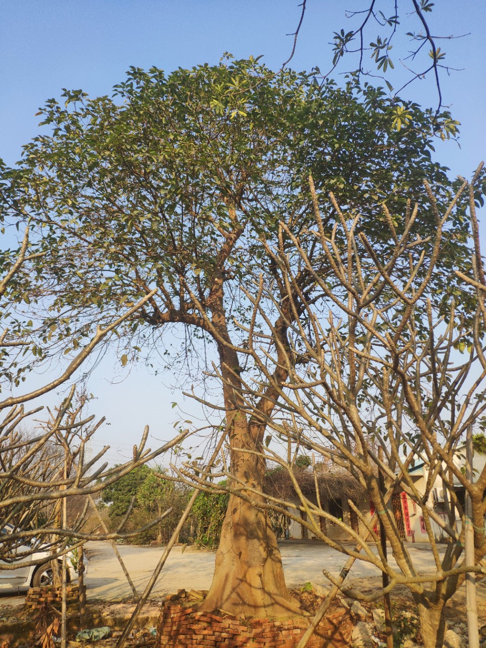 910供应 青果榕 65cm 大树 假植苗 公园 植物园 鸟类食源植物
