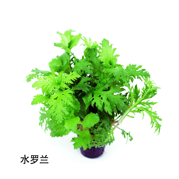 水罗兰活体水草水下叶鱼缸观赏造景真水草批发光合水草-阿里巴巴