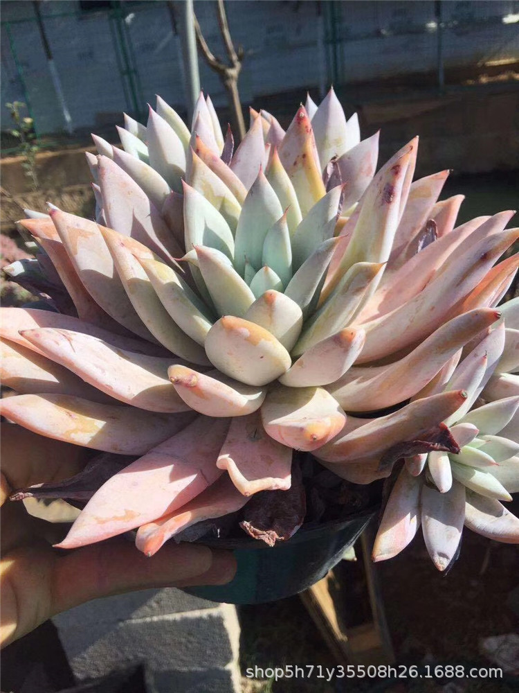 156精品大棚直销多肉品种 墨西哥巨人大群冠幅20cm左右多肉植物