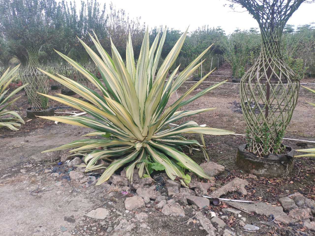 金脉(金脉刺桐)