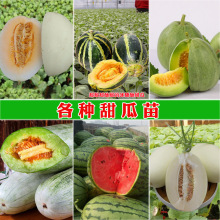 山东绿宝甜瓜5斤当季新鲜头茬瓜果绿宝石甜瓜蜜瓜香瓜水果整箱小9