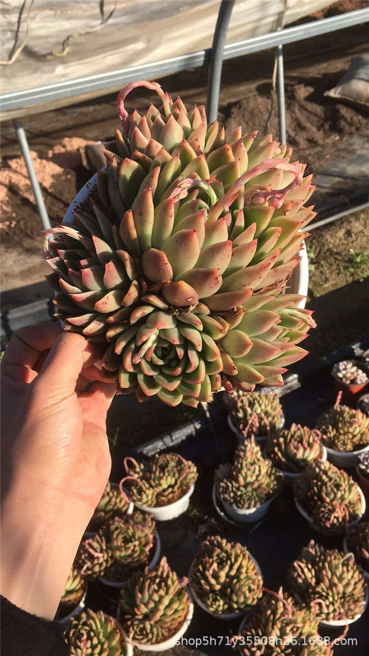 077大棚批发多肉盆栽品种 米兰达群盆19cm多肉群生植物裸根发