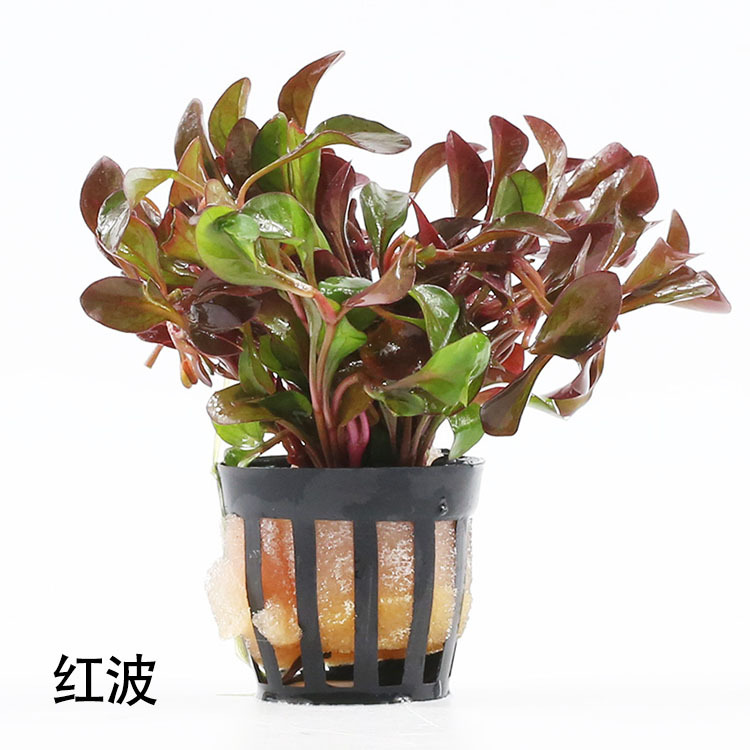 红波水草真水草鱼缸造景水族箱造景装饰观赏批发 活体 光合水草