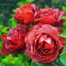 阳台盆栽玫瑰花苗火热巧克力灌木月季大苗丰花多季节重复开花植物