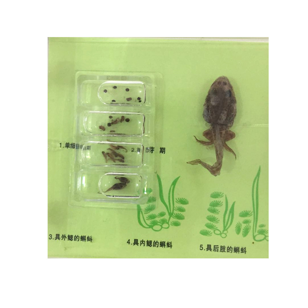 鳃的蝌蚪⑤具后肢的蝌蚪⑥具前后肢的蝌蚪⑦尾缩期的蝌蚪⑧幼蛙等八个