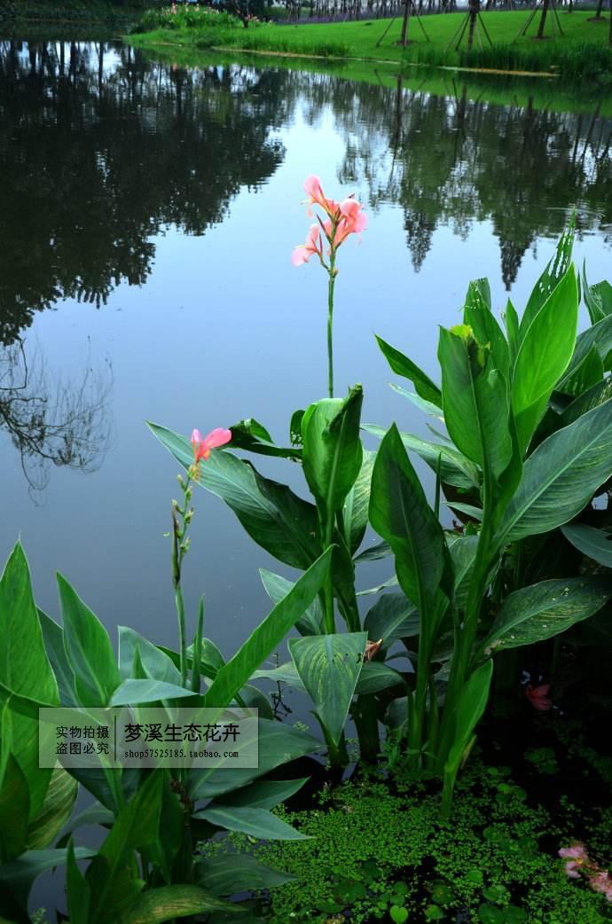 水生植物挺水宿根花卉庭院别墅池塘景观 净化观赏造景