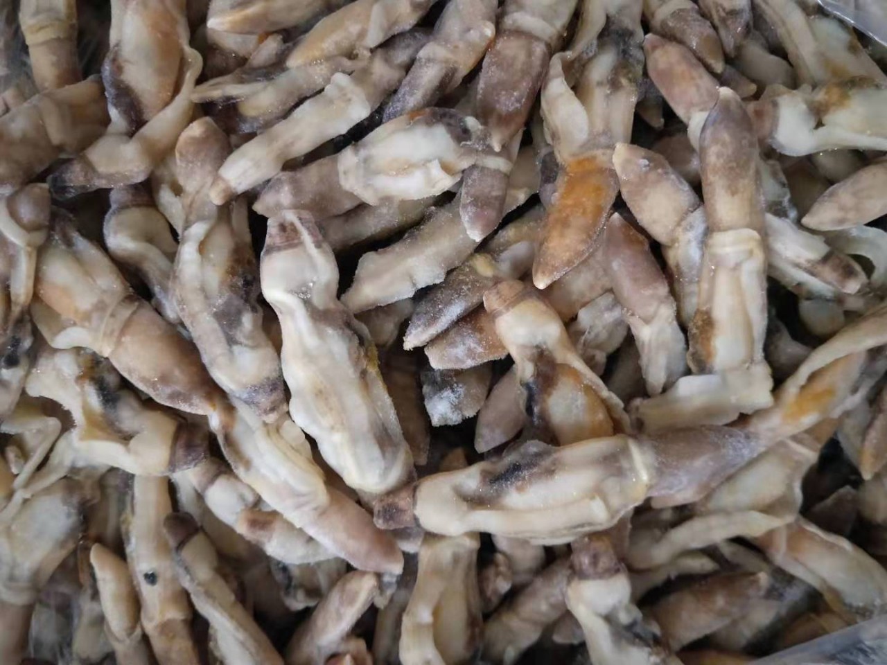 批发供应无沙熟冻蛏子肉冷冻蛏子王麻辣海鲜原料