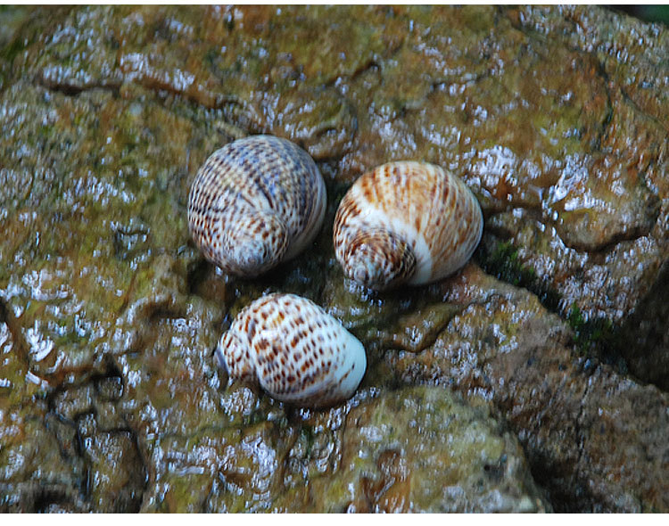鸟蛋螺 diy墙贴装潢鱼缸地台 婚礼地中海风情家居装饰 小海螺贝壳