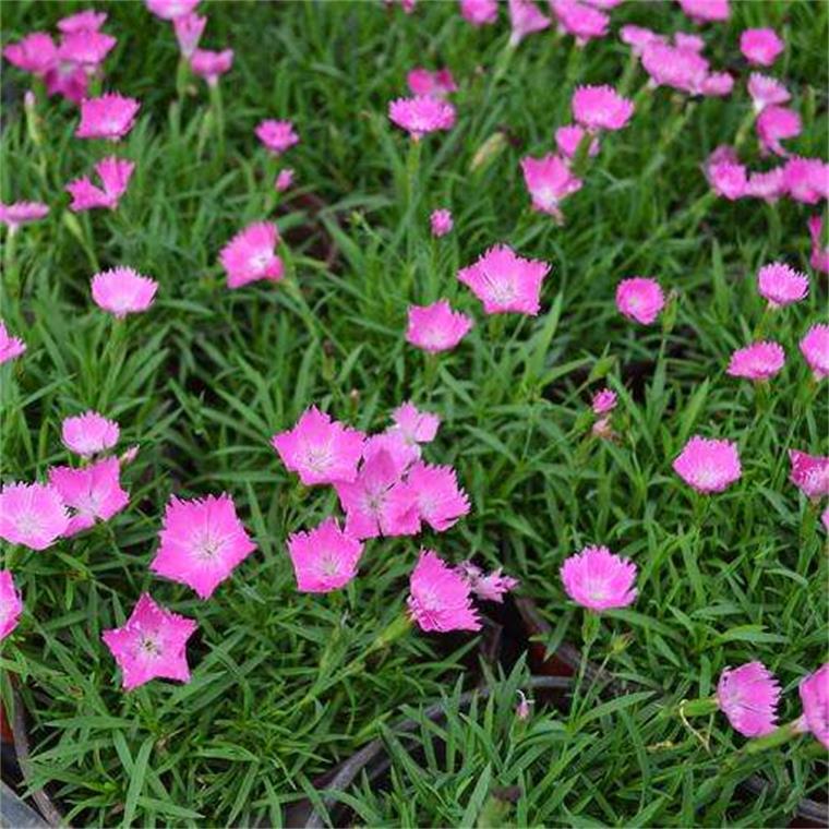 东北耐寒宿根花卉欧石竹街道小区公园绿化工程做花海厂家批发供应