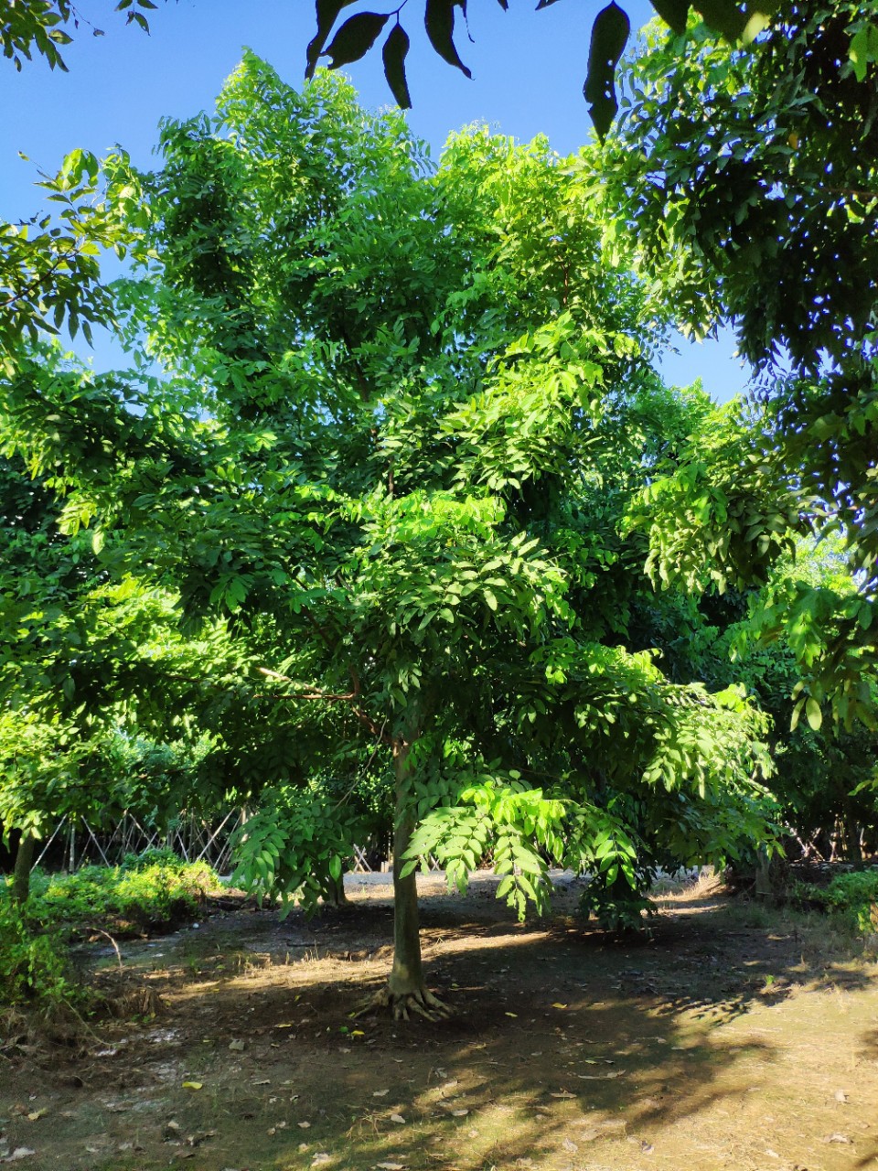 供应 全冠腊肠树 25-30cm地苗 黄花阿勃勒 地产楼盘绿化 基地直销