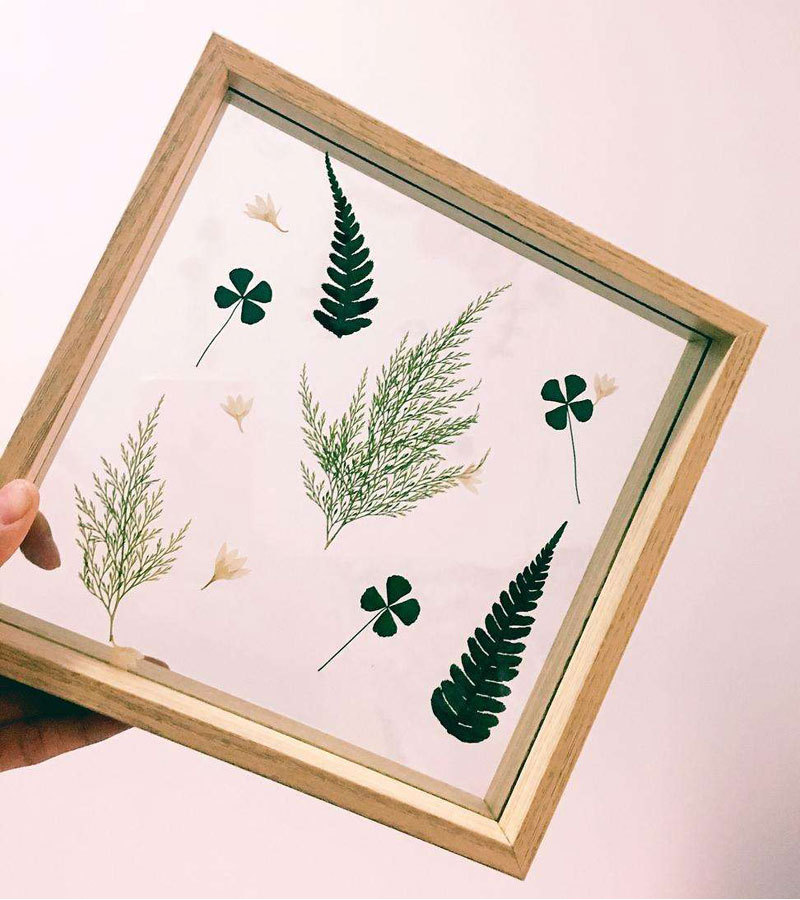 乌蕨 压花押花干花 植物标本树叶子 手工贴画滴胶diy书签材料