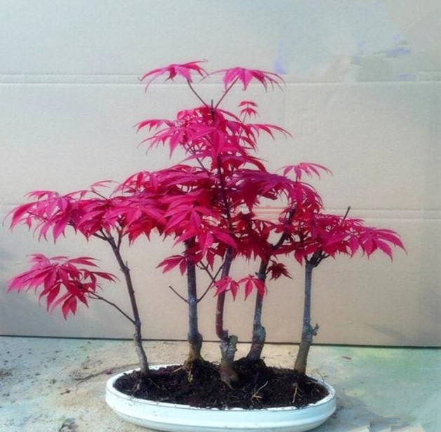 日本红枫美国红蓝紫枫秋火焰种四季黄金蝴蝶枫三角五角枫风峰种子