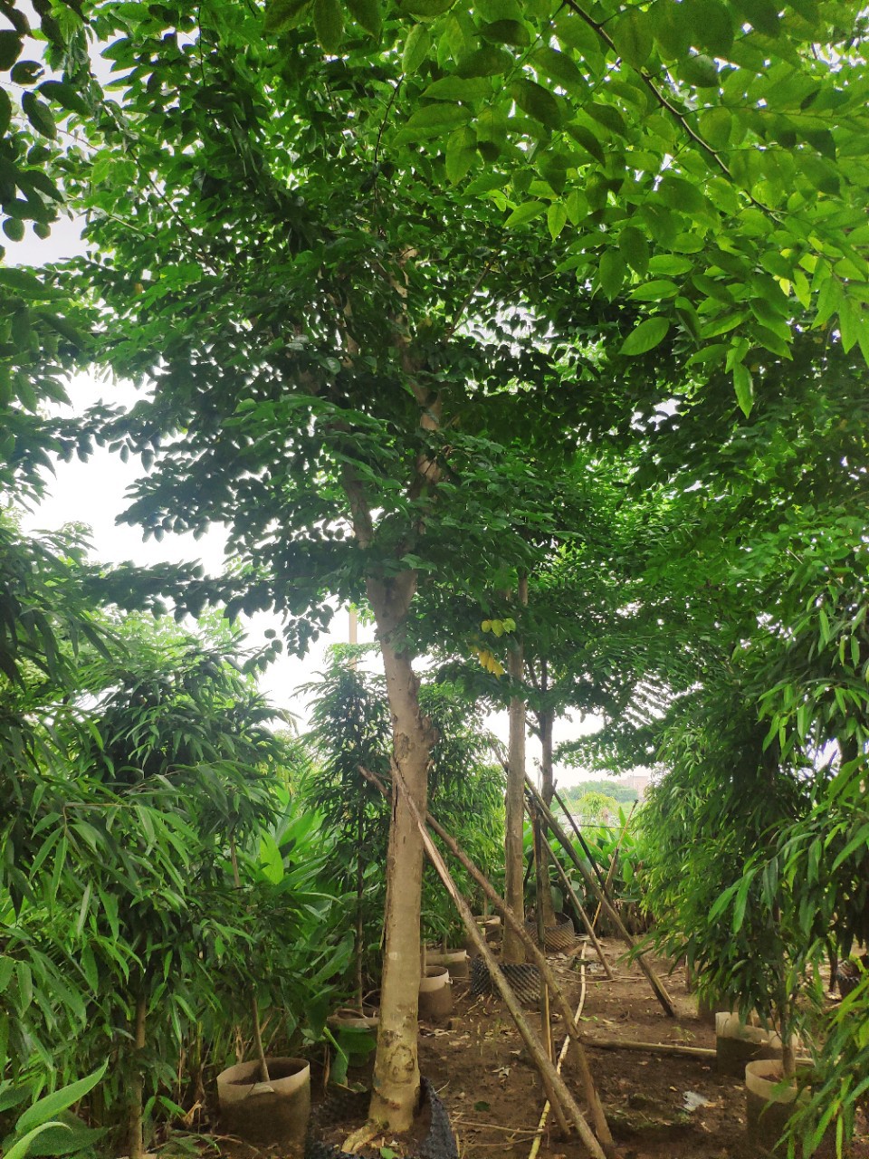 908供应 印度紫檀 15-18cm假植苗 大叶紫檀树 市政绿化行道树