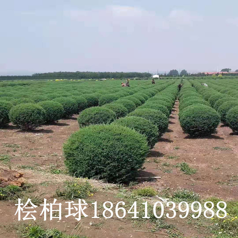 丹东桧柏 桧柏树常年批发绿化常青树