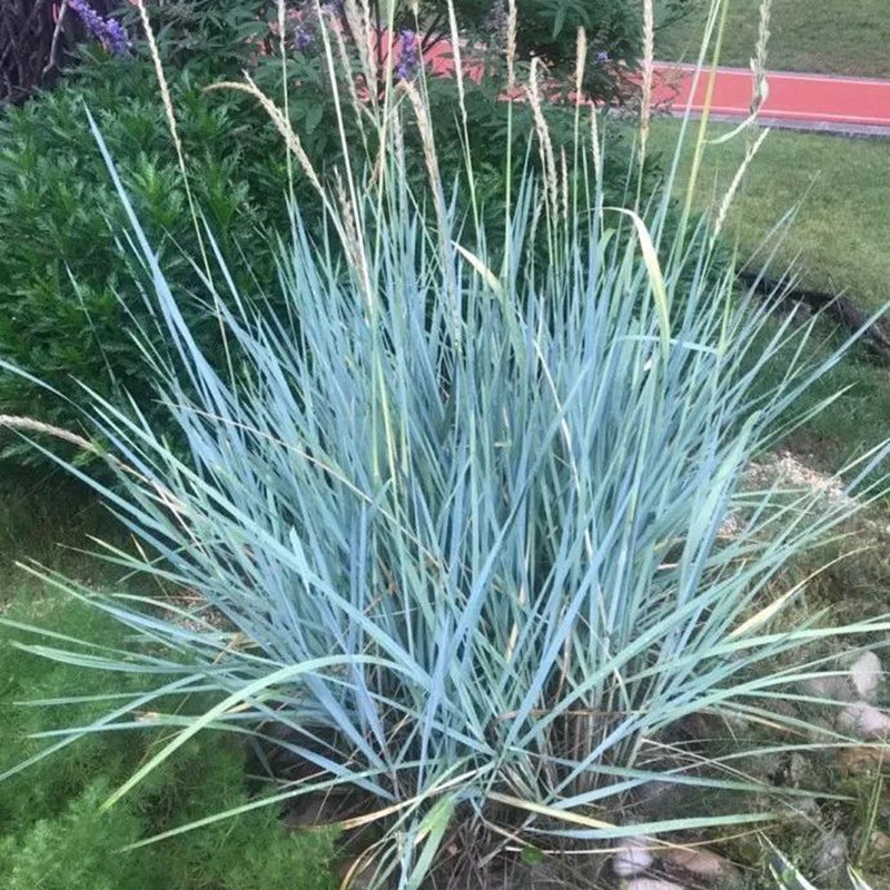 蓝羊茅 蓝冰麦 护坡绿化景观草蓝羊毛绿化草坪盆栽观赏草
