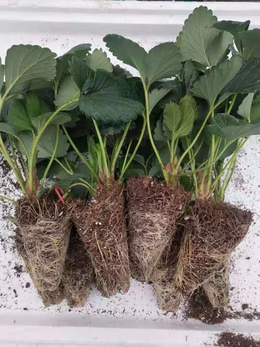 批发草莓苗 苗圃销售甜宝 奶油 红颜草莓苗 肉肥多汁