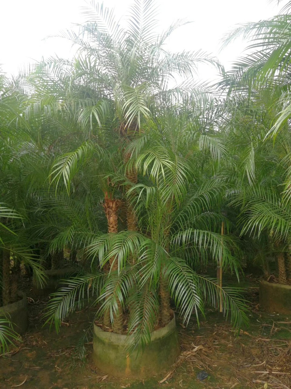 903供应 丛生美丽针葵 2-3米高袋苗 多杆软叶刺葵