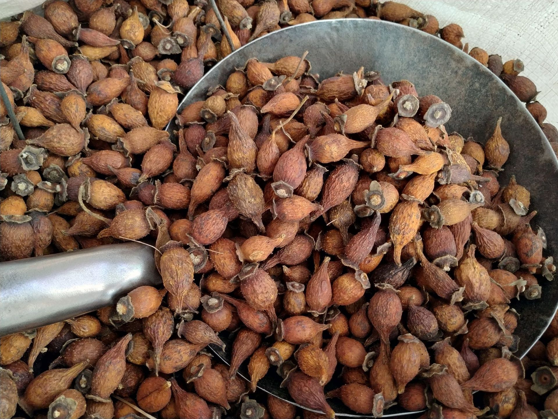 金樱子野生榆子金罂子刺梨子优质中药材泡酒山石榴山鸡子产地批发