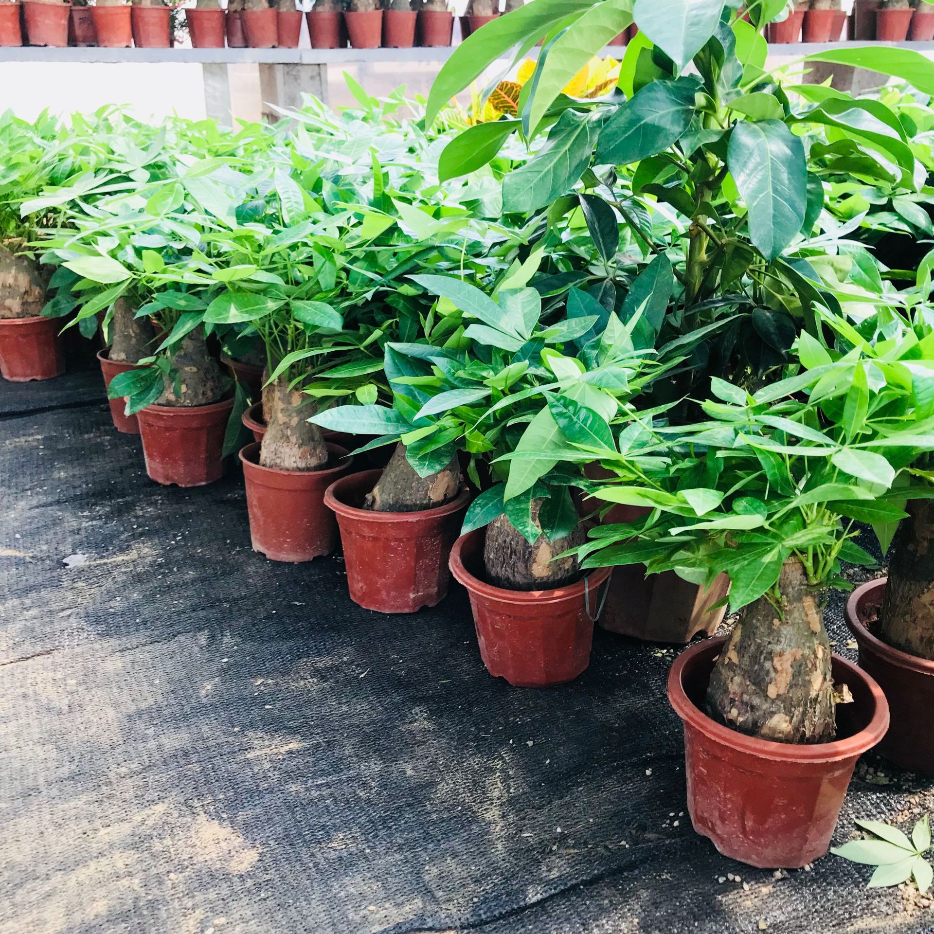 室内盆栽植物发财树 室办公桌面内盆栽绿植 四季常青独杆发财树