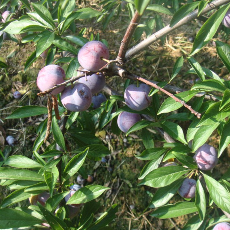 珍珠红李子树苗 嫁接李子苗 龙滩珍珠李树苗 南北方种植果树