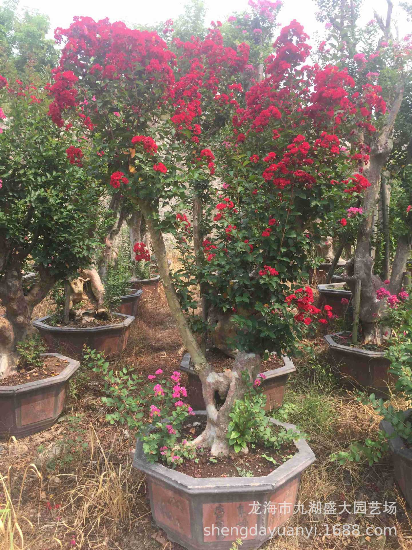 海枣,老人葵(华棕),蒲葵,皇后葵,霸王棕,布迪椰子,狐尾椰子,大王椰子