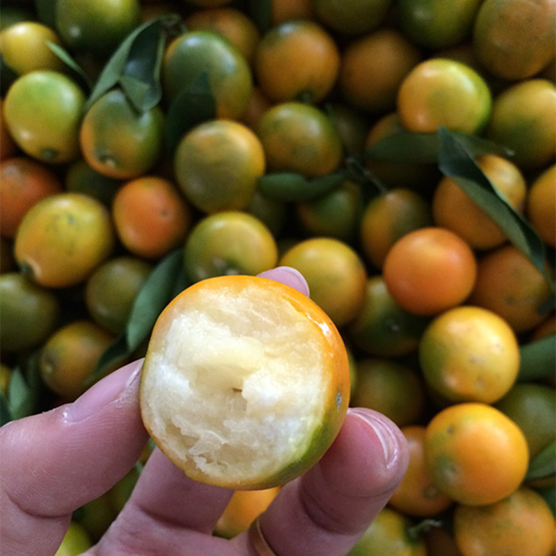 【广西融安脆皮滑皮金桔】现摘现发非橘子5斤 新鲜水果一件代发