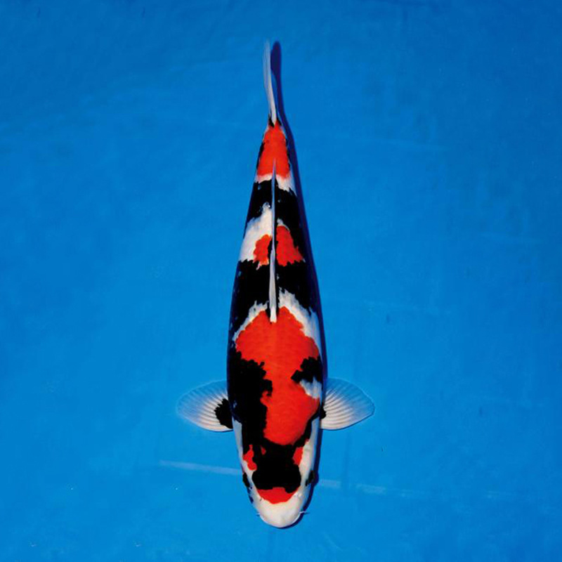 昭和锦鲤活体锦鲤鱼冷水鱼观赏鱼