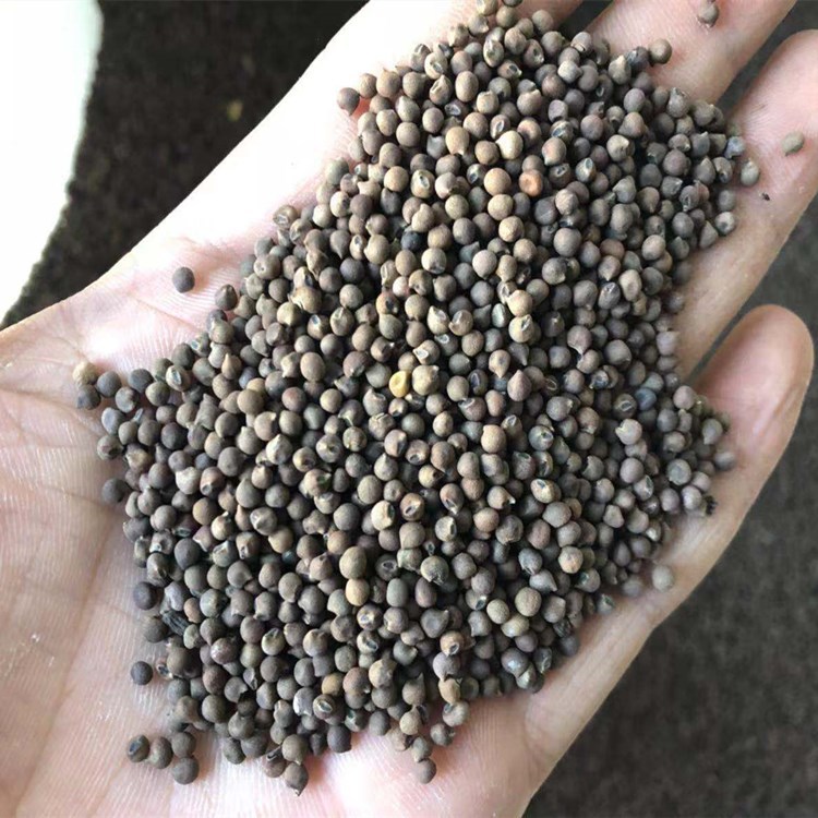 芙蓉葵于4月上旬露地播种,在20&mdash;25℃条件下