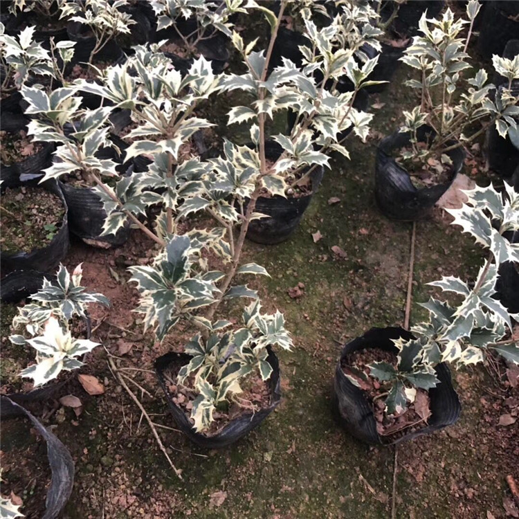 永福产地桂花 金边-银边刺桂 盆栽20-40公分高度 多分枝产地