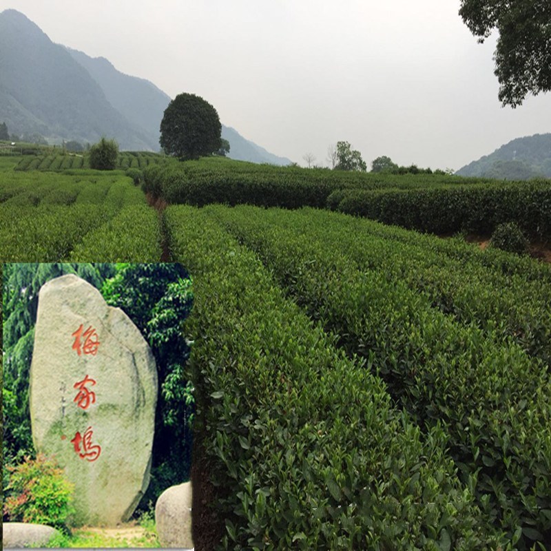 2021新茶梅家坞龙井茶散装绿茶批发茶叶春茶豆香浓香型送客自喝茶