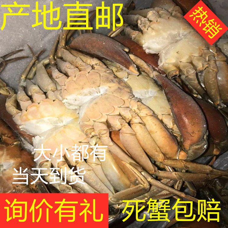 【长期供应】冷冻面包蟹肉 蟹排适用于肉蟹煲香辣蟹酒店专业配送