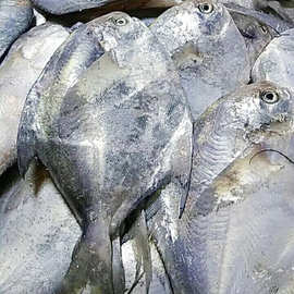 穗洋食品商贸供应 批发冷冻鲳鱼 速冻补鲜 海捕美味