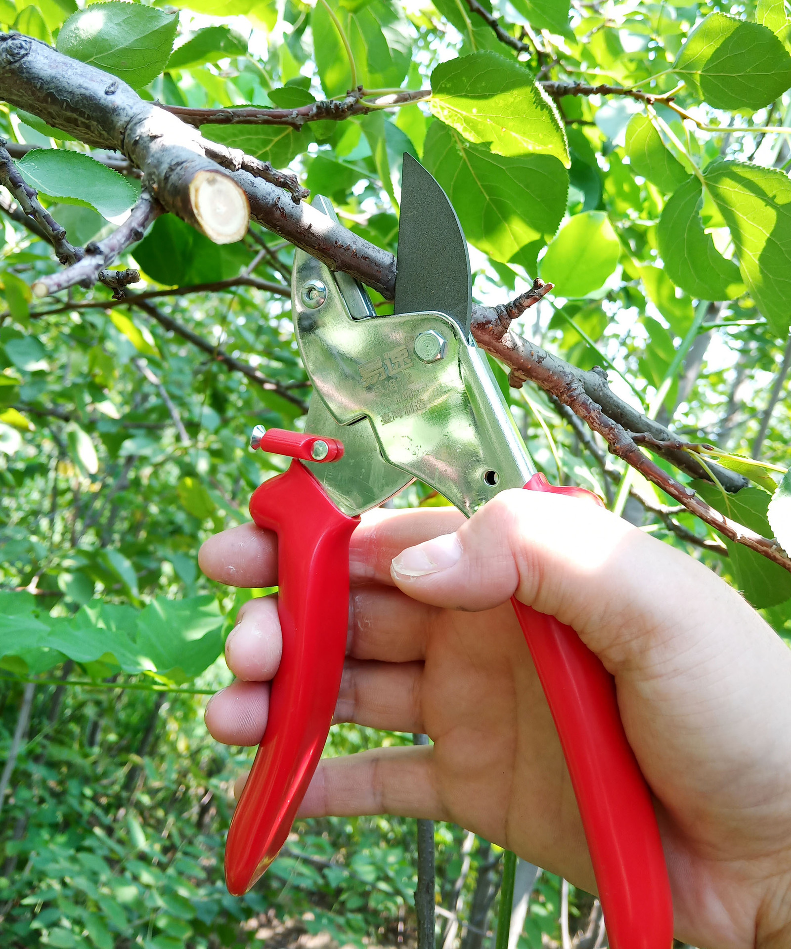 易速修枝剪省力剪枝剪果树剪刀果树剪园林园艺剪刀花木修枝剪刀
