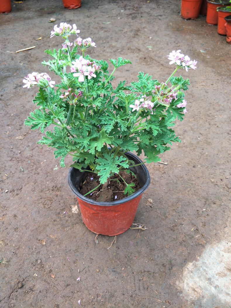 驱蚊草盆栽夏季具有驱蚊效果 室内庭院食虫草驱蚊草盆栽大苗
