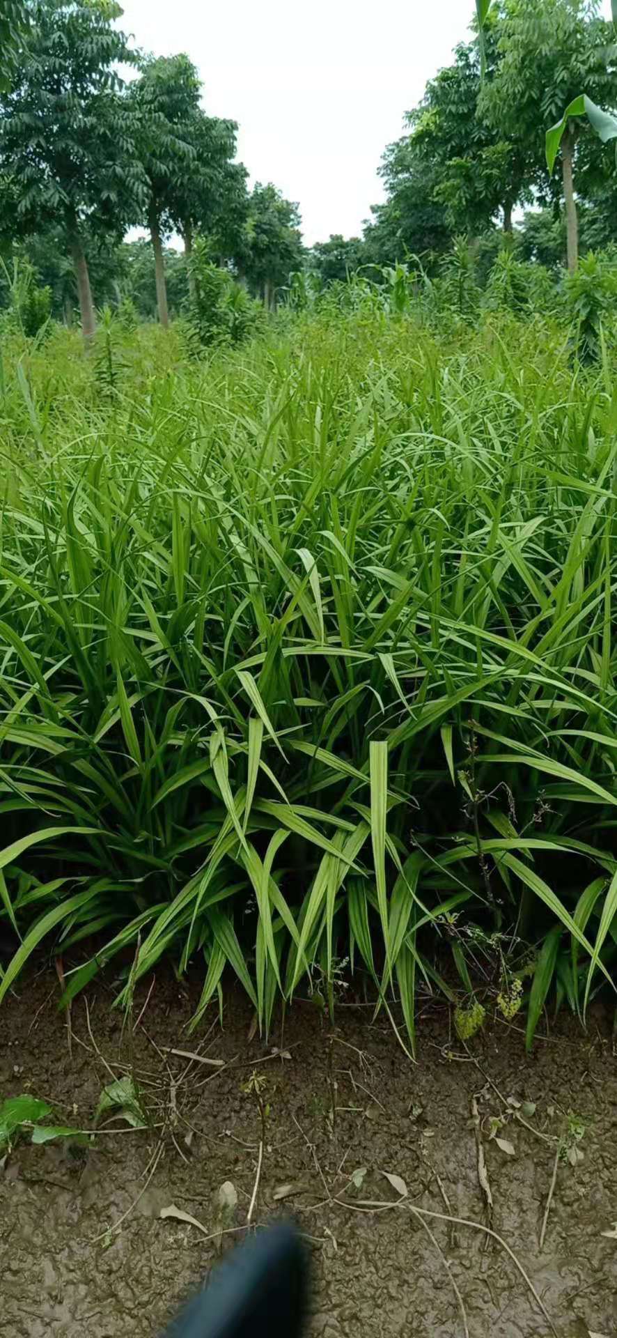 马蔺 马兰花 马莲 品种齐全