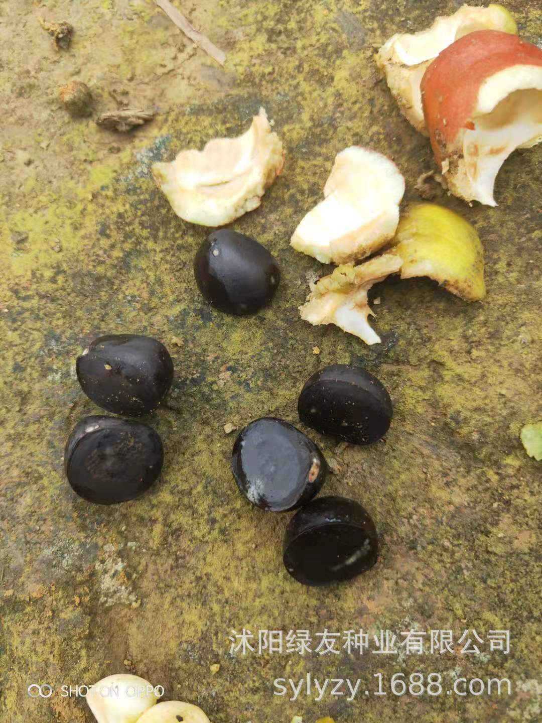 产地批发茶花种子 茶花种植技术 盆栽观赏植物