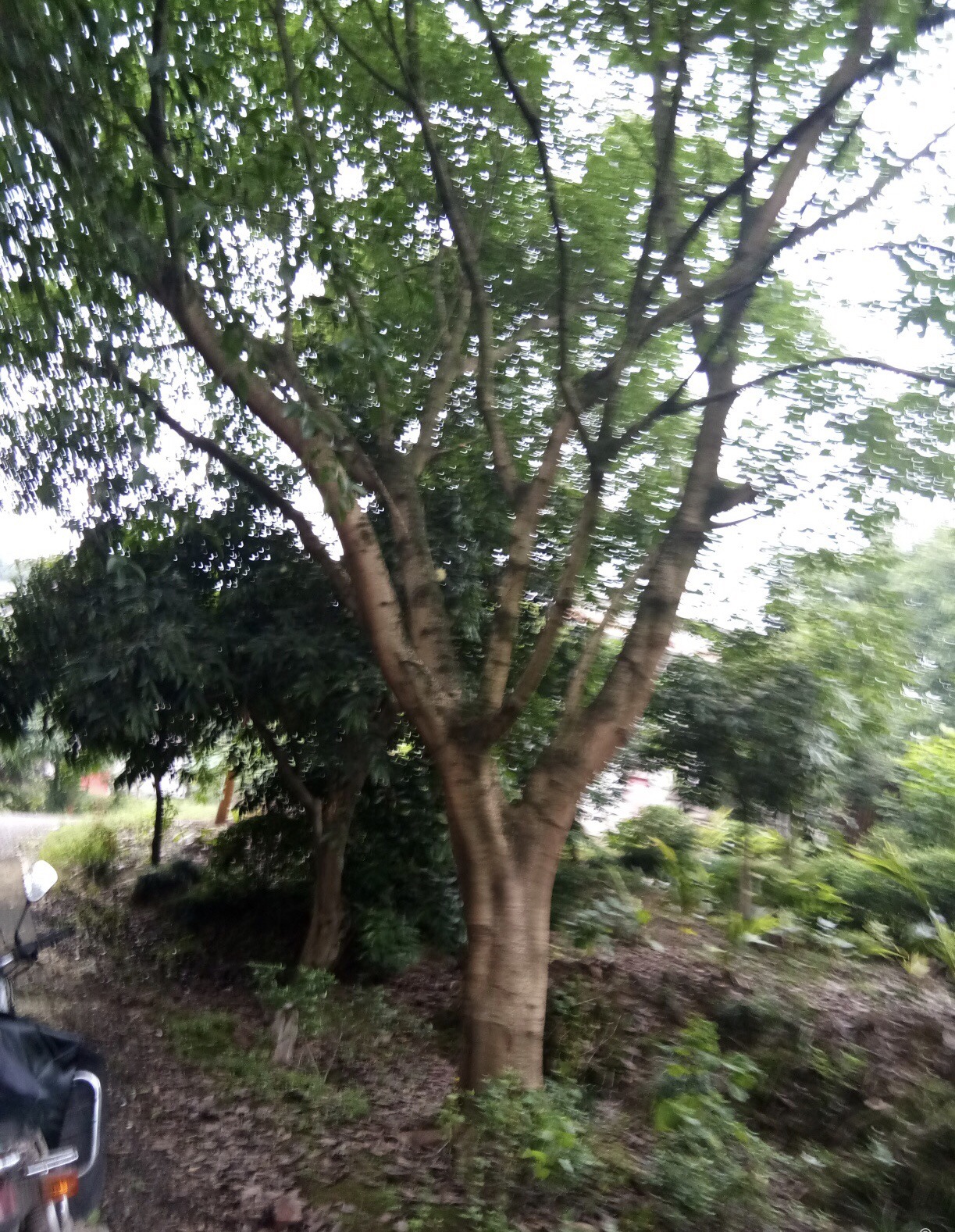 大量批发各规格黄葛树 大叶榕,价格优惠,品种齐全