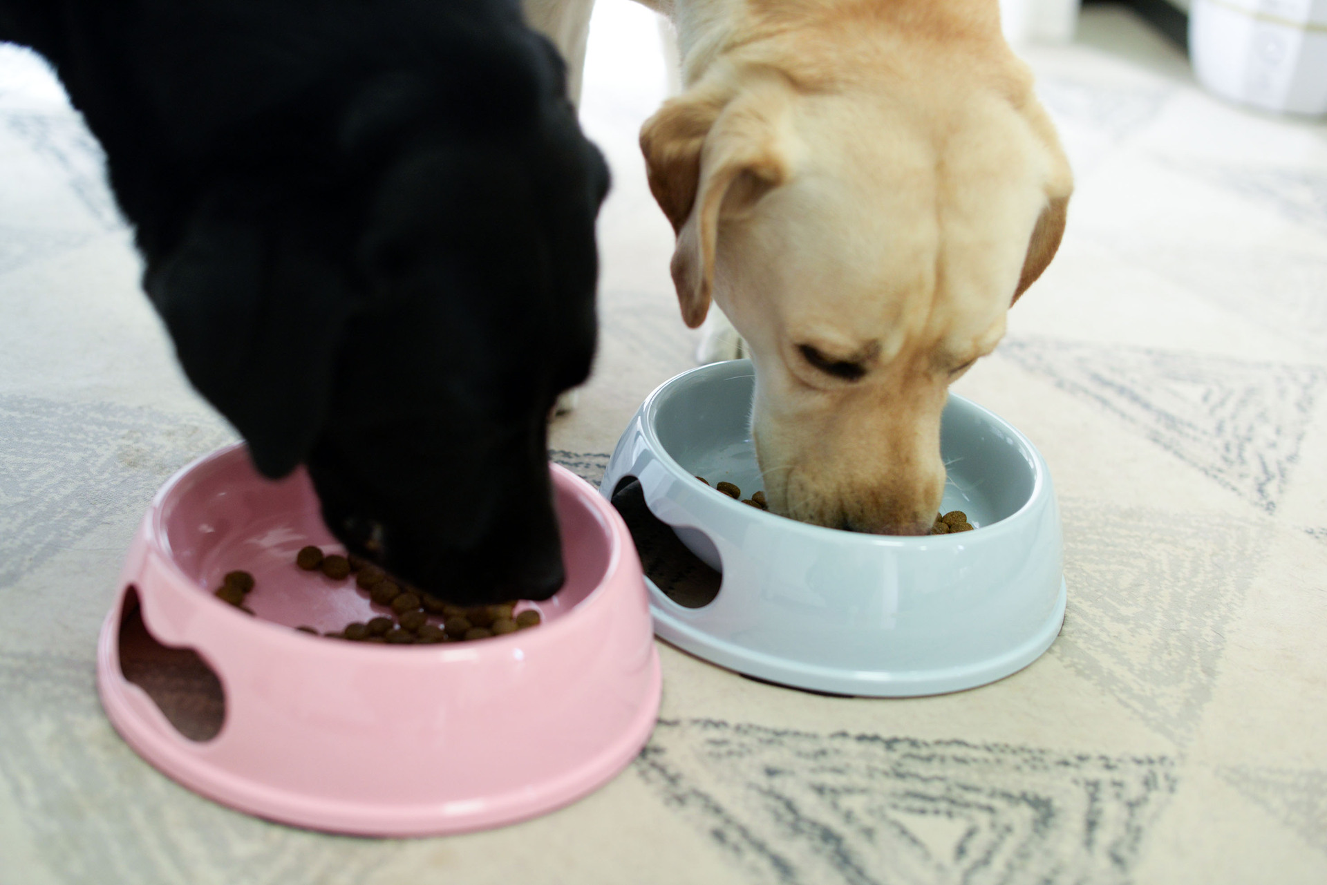 宠物多色狗狗食碗食具餐具美耐皿水碗狗粮碗喂食厚实耐用不易破碎