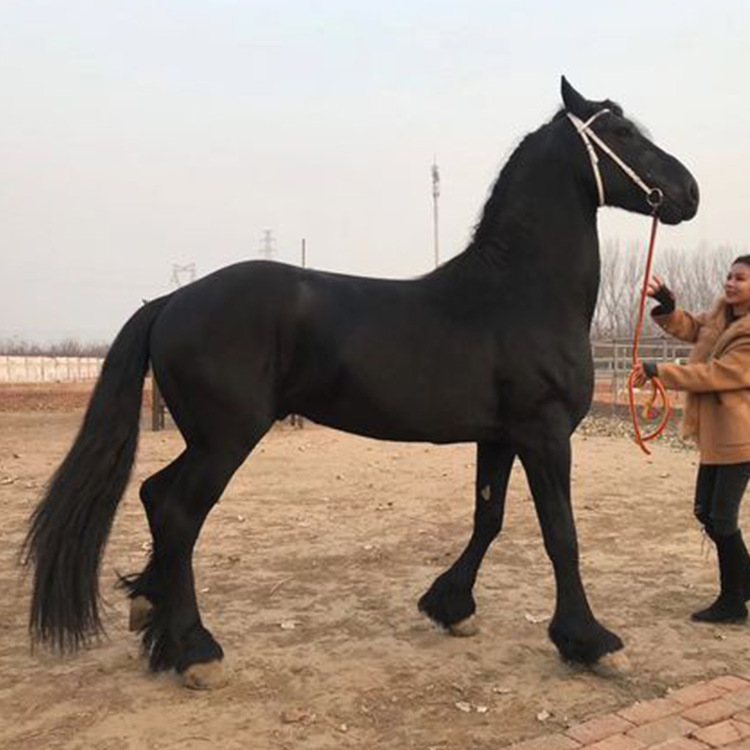 四川哪里有卖马匹的 个人骑乘半血马多少钱一匹 养马场