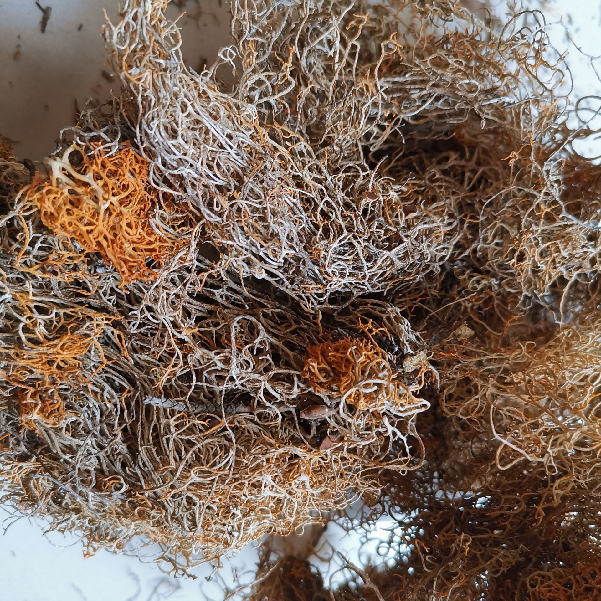 中药材 金刷把 金丝刷 金丝茶 红雪茶 赛尔浩花茶 金丝红雪茶