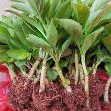 云南基地批发零售 鲜切花卡罗拉玫瑰花苗 月季种苗四季玫瑰小苗