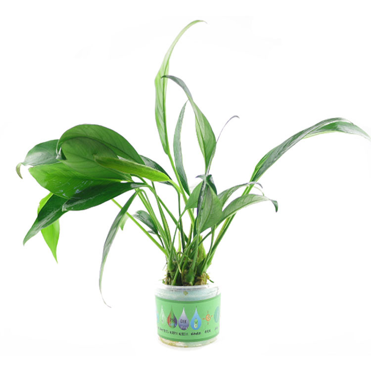 大丹麦尖叶榕活体真水草批发水族鱼缸造景套餐水榕光合水草