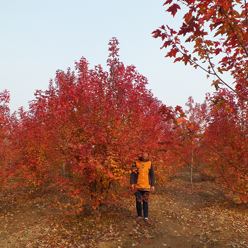 厂家直销丛生美国红点红枫树苗 彩叶苗木丛生美国红点红枫批发