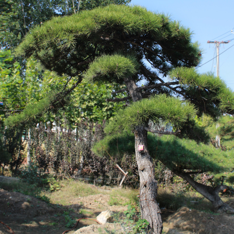 华山松树四季常青基地现挖现卖 各种规格华山松 供应华山松