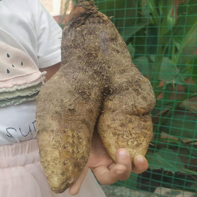湖南脚板薯新鲜3斤包邮白心脚白薯 毛薯参薯非淮山药脚板薯种代发