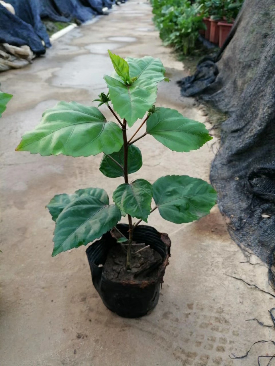 903长期供应重瓣粉红朱槿1530cm袋苗扶桑花大红花