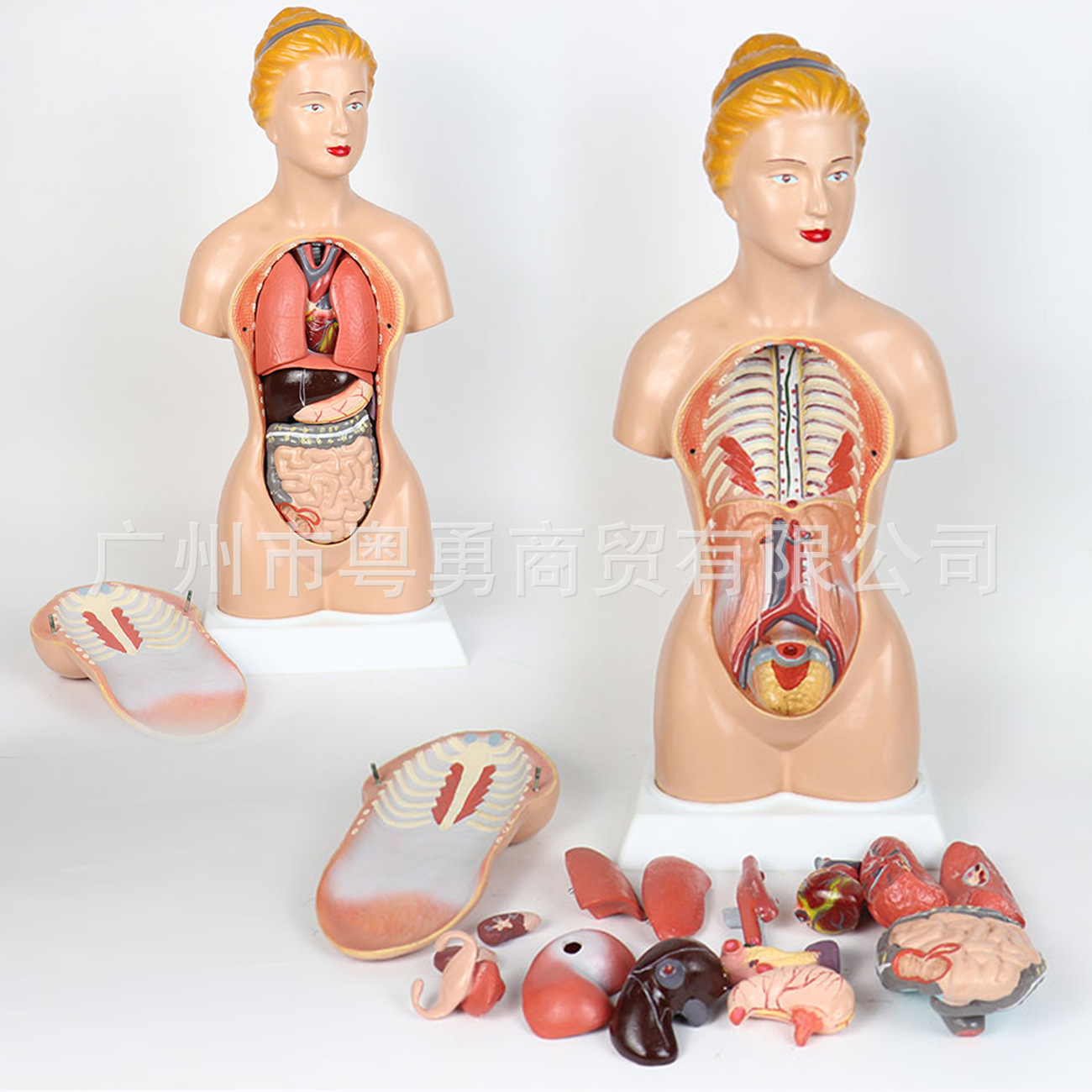 45cm女性人体躯干解剖内脏模型人体医学教学内脏构造分布模型