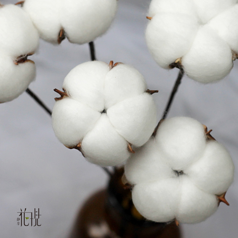 五瓣单支进口棉花 手工干花拍摄道具手工diy鲜花束 棉花干花