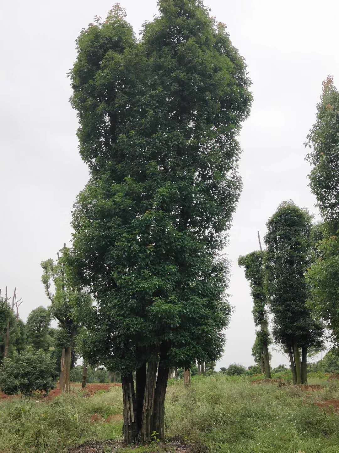 批发多杆香樟树 精品绿化造型规格齐全常绿乔木湖南苗圃基地直销