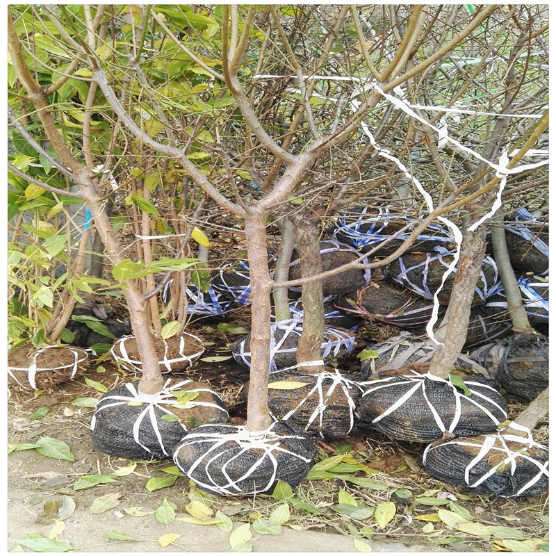 厂家批发梅花苗嫁接红梅绿梅腊梅花树苗庭院室内绿植花卉盆栽现货